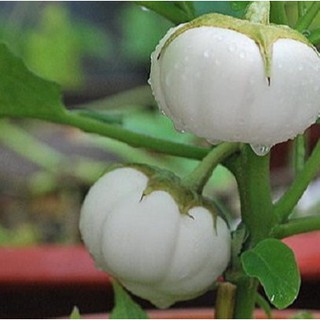 20 HẠT GIỐNG CÀ PHÁO TRẮNG