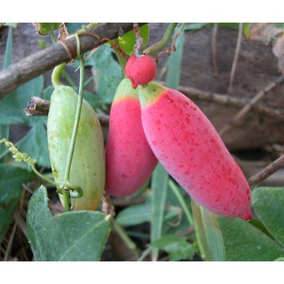 Trái bình bát dây để làm giống ( 10 trái )