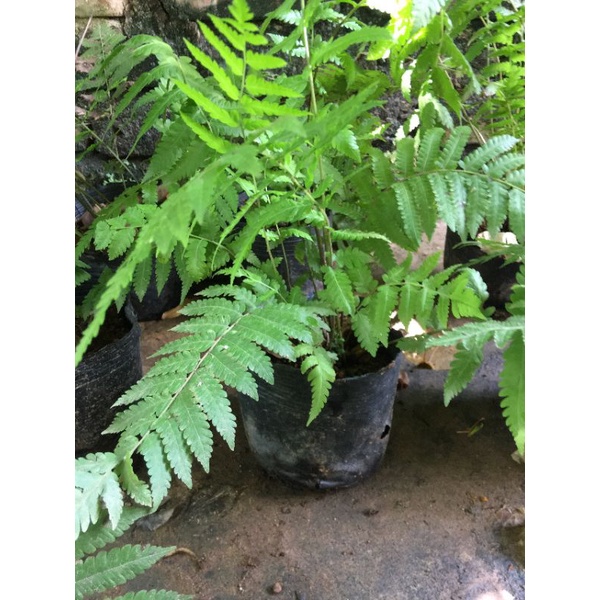 Cây dương xỉ cây như hình- cây phong thủy tốt