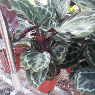 🍄 Combo 02 cây Đuôi Công 🍄