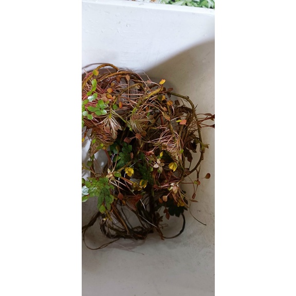Ấu Thái Cây thủy sinh trang trí hồ cá, hòn non bộ