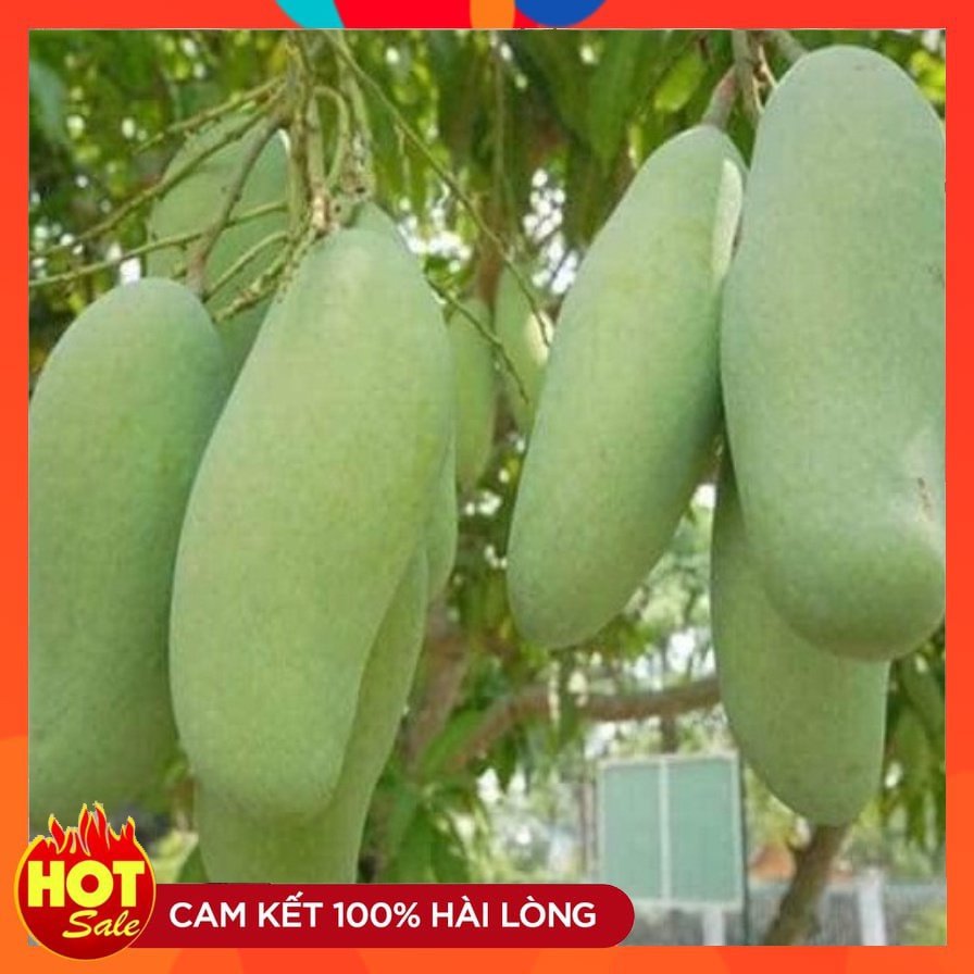 Cây Giống Xoài Thái Lan Quả To Cây Ghép Nhanh Cho Quả