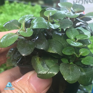 Cây Thủy Sinh Hồng Ba Tiêu