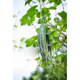 Hạt giống mướp nhật