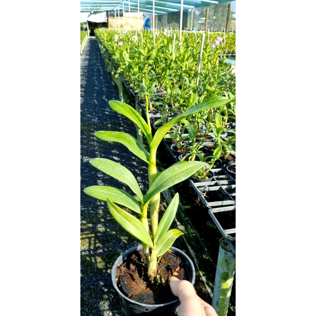 HOA LAN DENRO MÔI SON