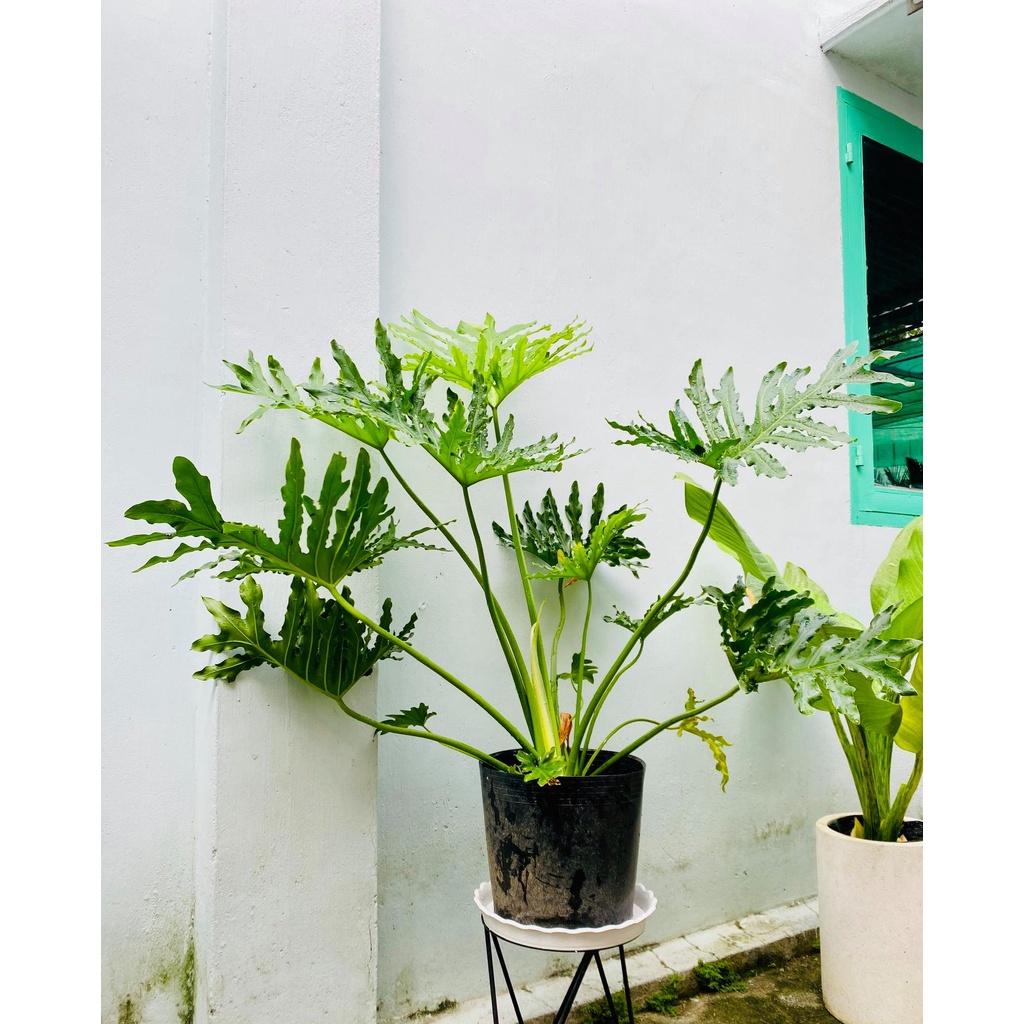 Cây trầu bà thanh xuân cao 70-80cm