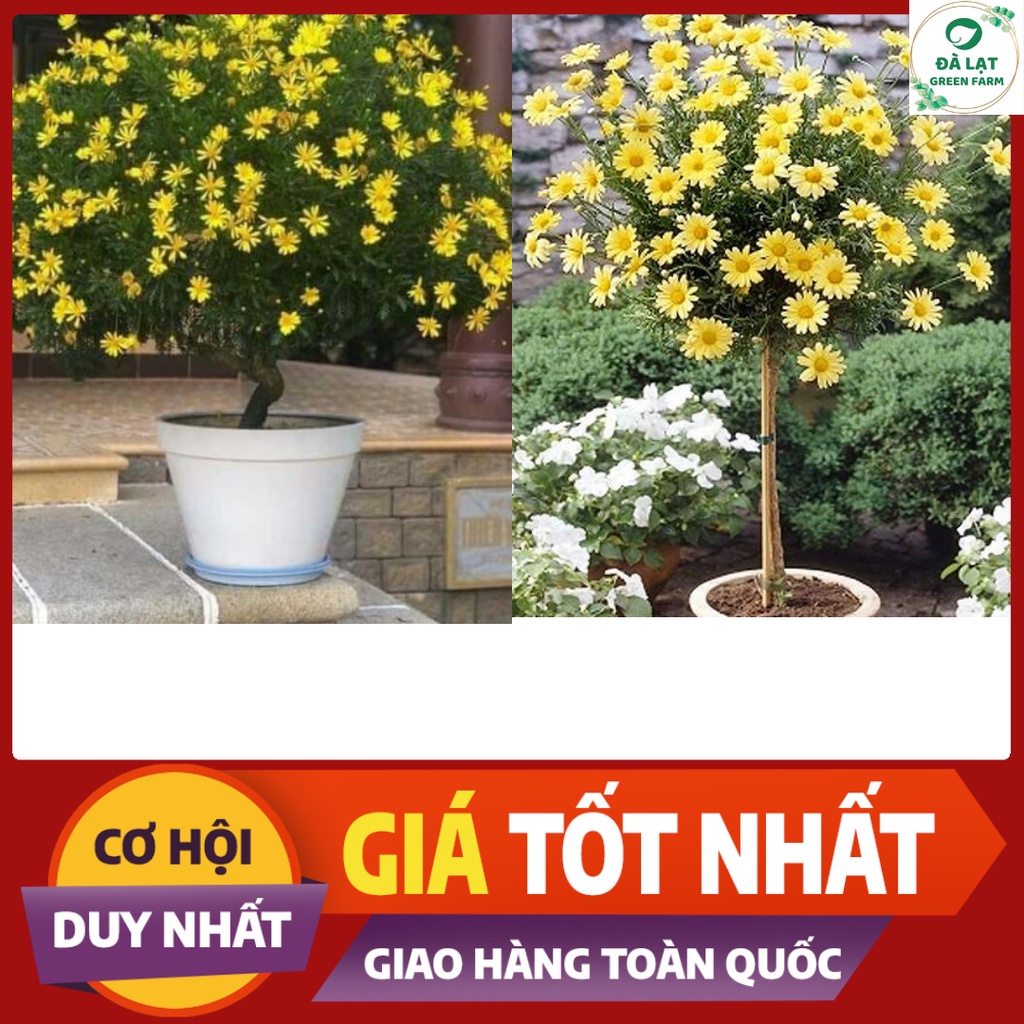 💥100H_HẠT GIỐNG HOA CÚC THÂN GỖ (NẢY MẦM CỰC CHUẨN)💥