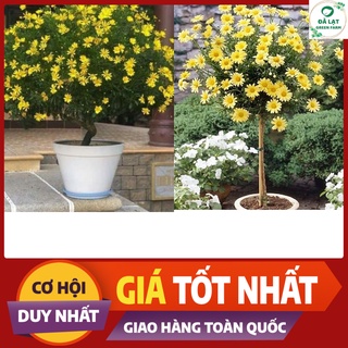 💥100h_hạt giống hoa cúc thân gỗ 💥