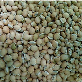 500 gram bạch biển đậu