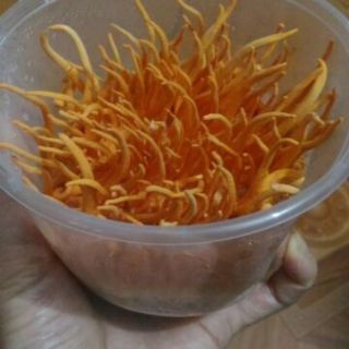 125g Đông trùng hạ thảo tươi