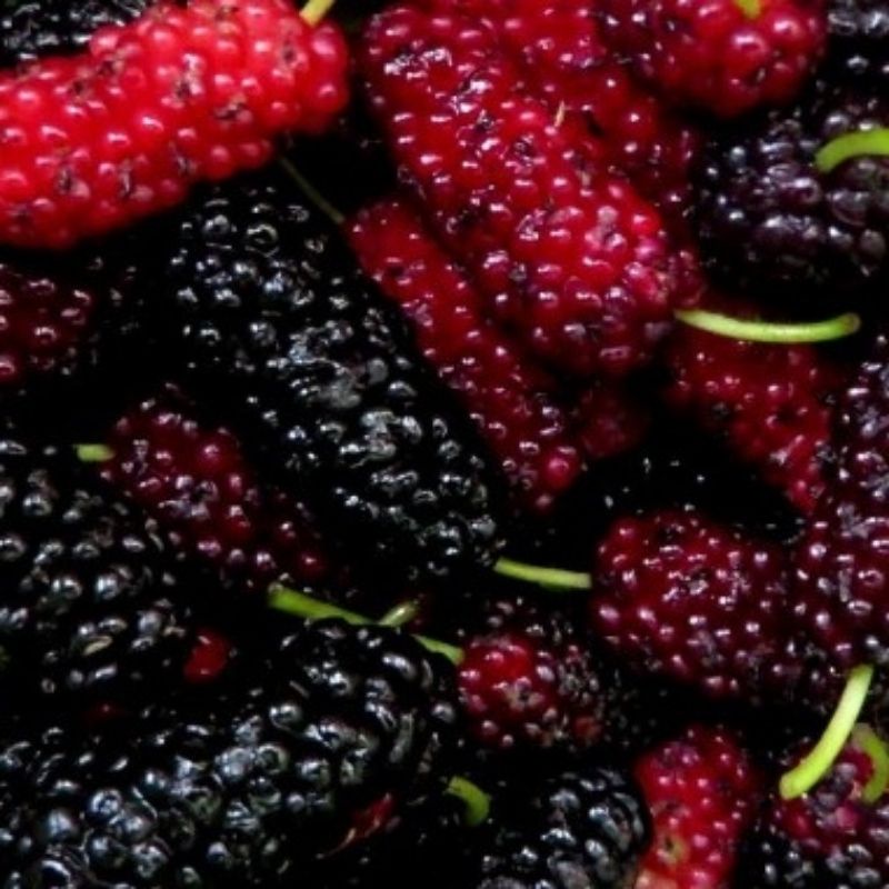 Cây dâu tằm siêu trái