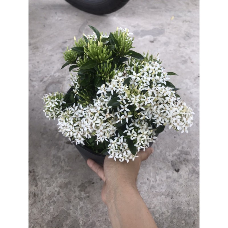 Caykiengsadec cây trang trắng + tặng phân bón