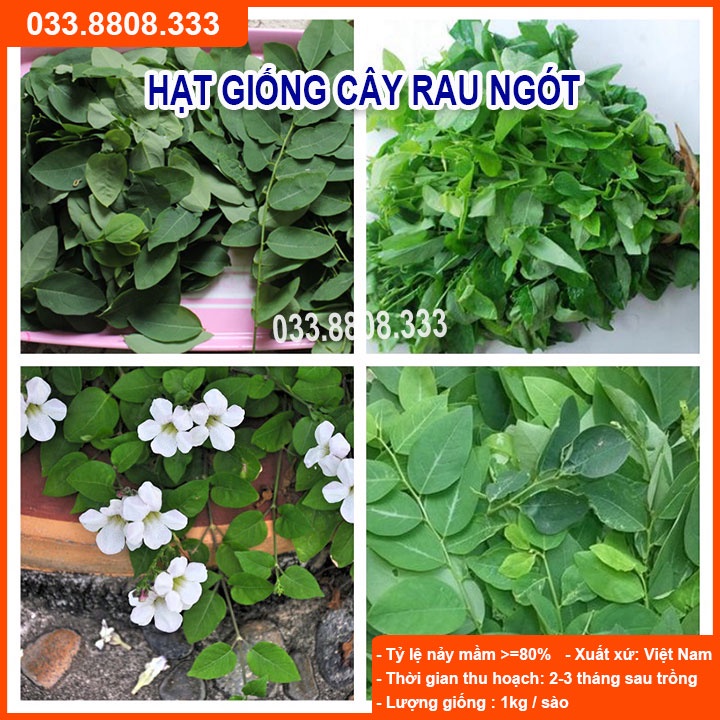 Hạt Giống Rau Ngót ( bù ngót, bồ ngót, rau tuốt) - Rau Nhiều Dinh Dưỡng