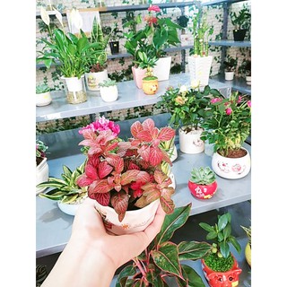 Cây Cẩm Nhung, May Mắn