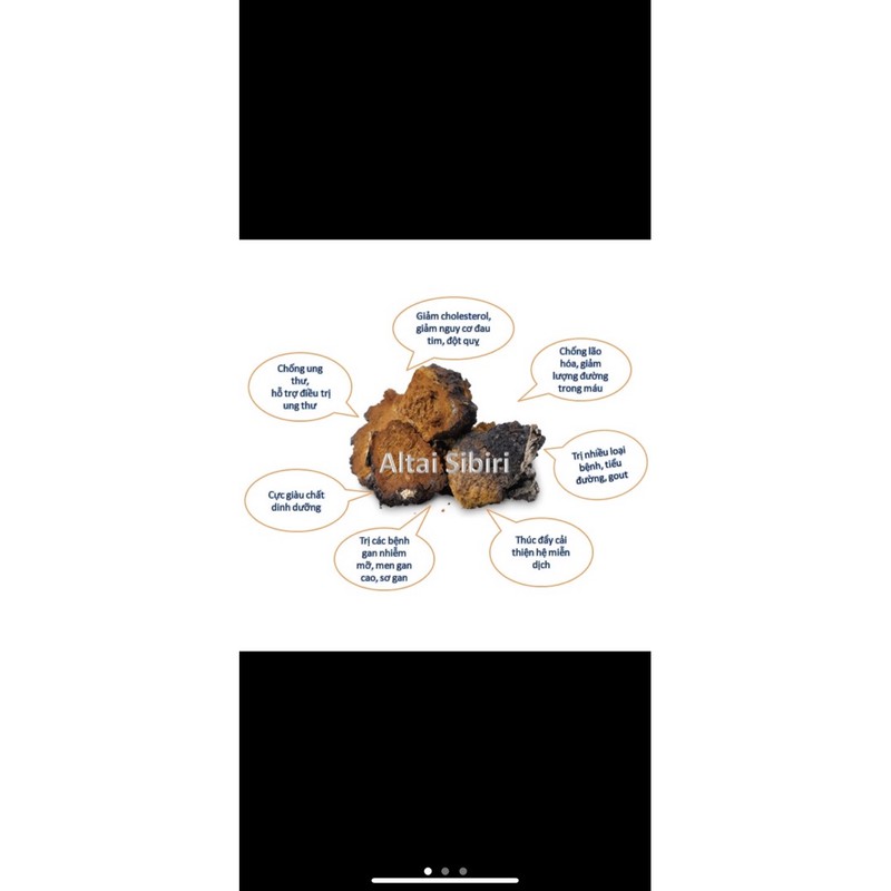 Nấm Chaga Siberia - Nga