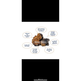 Chaga Siberia - Nga