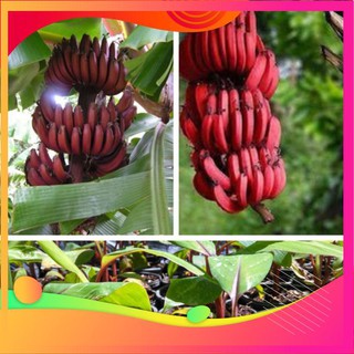 Hạt Giống Chuối Đỏ - 10 Hạt VIETGAR