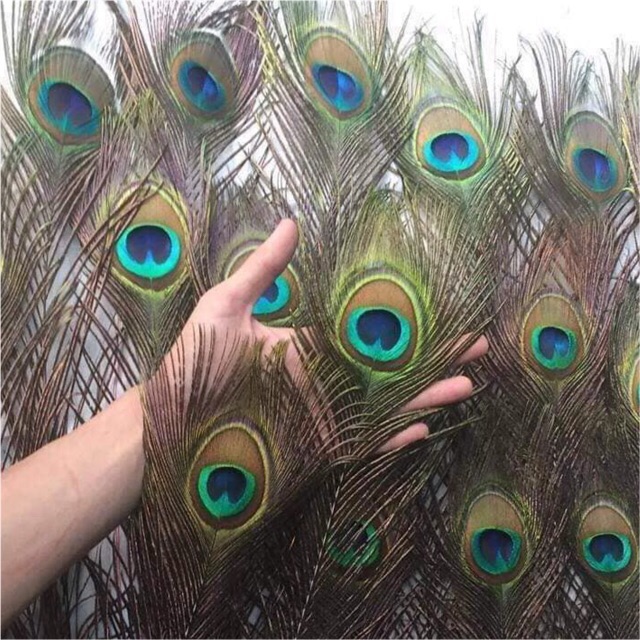 Combo lông công phong thuỷ 30c 90cm MẮT TO ĐẸP