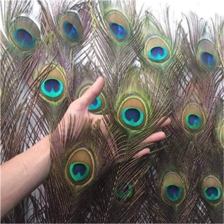 Combo lông công phong thuỷ 30c 90cm MẮT TO ĐẸP