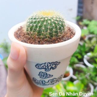 Xương rồng bóng vàng size vừa