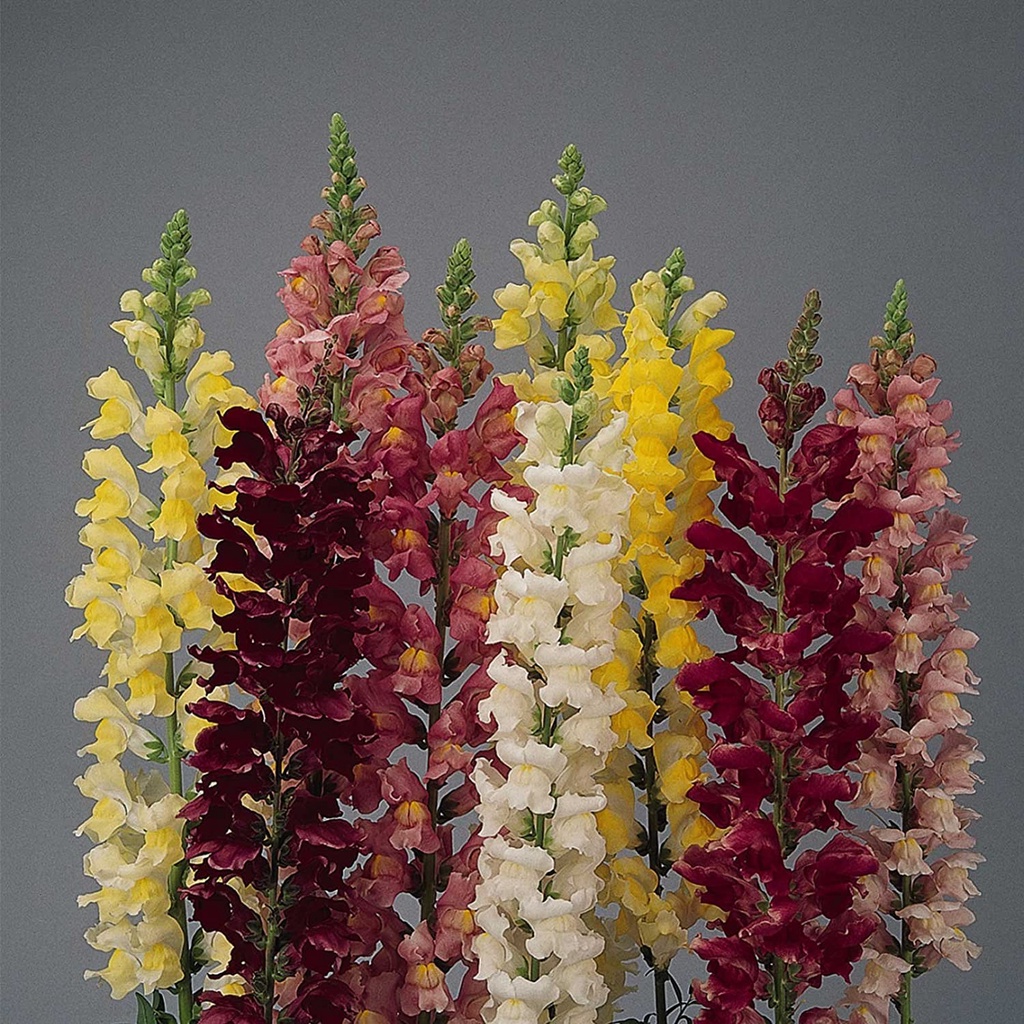 Hạt giống hoa Mãn Đỉnh Hồng Snapdragon - Dòng tên lửa F1 - Hoa trắng - Vườn hoa hàng năm - Hoa viền