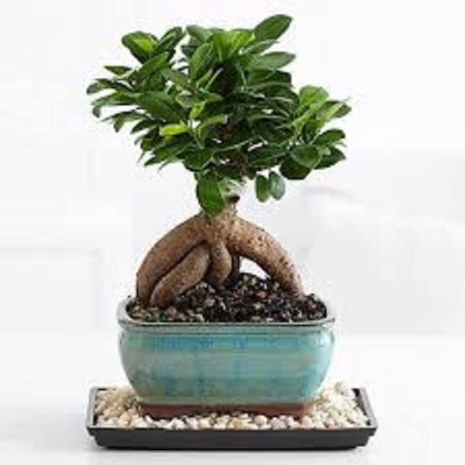 Cây sanh lùn nhật bonsai mini