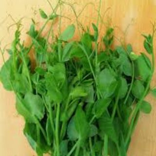 40 hạt đậu hà lan ăn lá siêu ngọn
