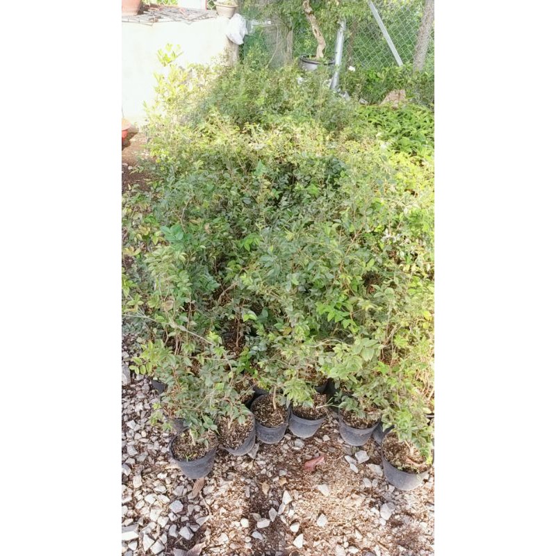 NHO THÂN GỖ TỨ QUÝ  CHO TRÁI QUANH NĂM