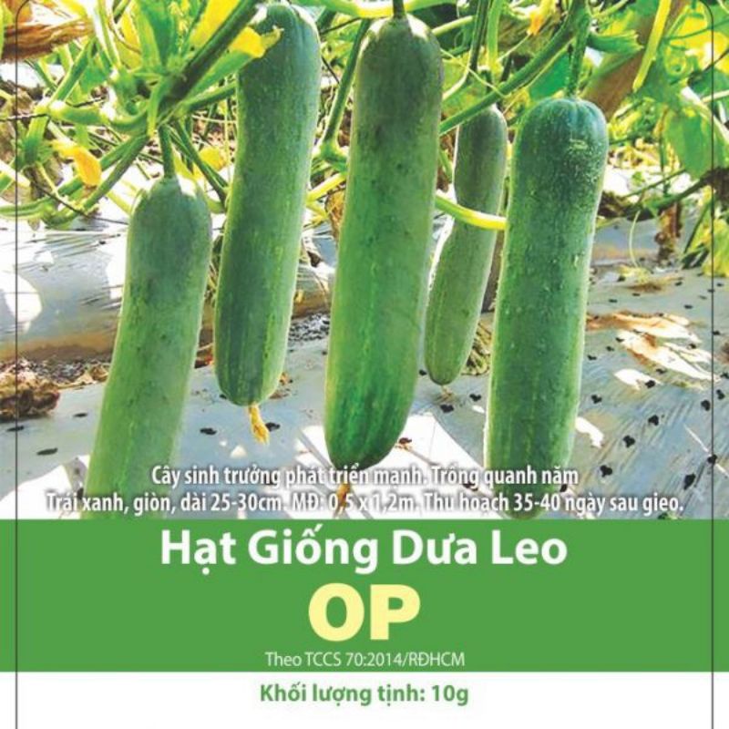 HẠT GIỐNG DƯA LEO 5G OP