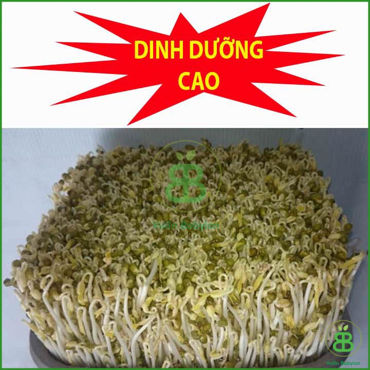 Hạt Giống Mầm Giá Đậu Xanh Dễ Trồng 100gr