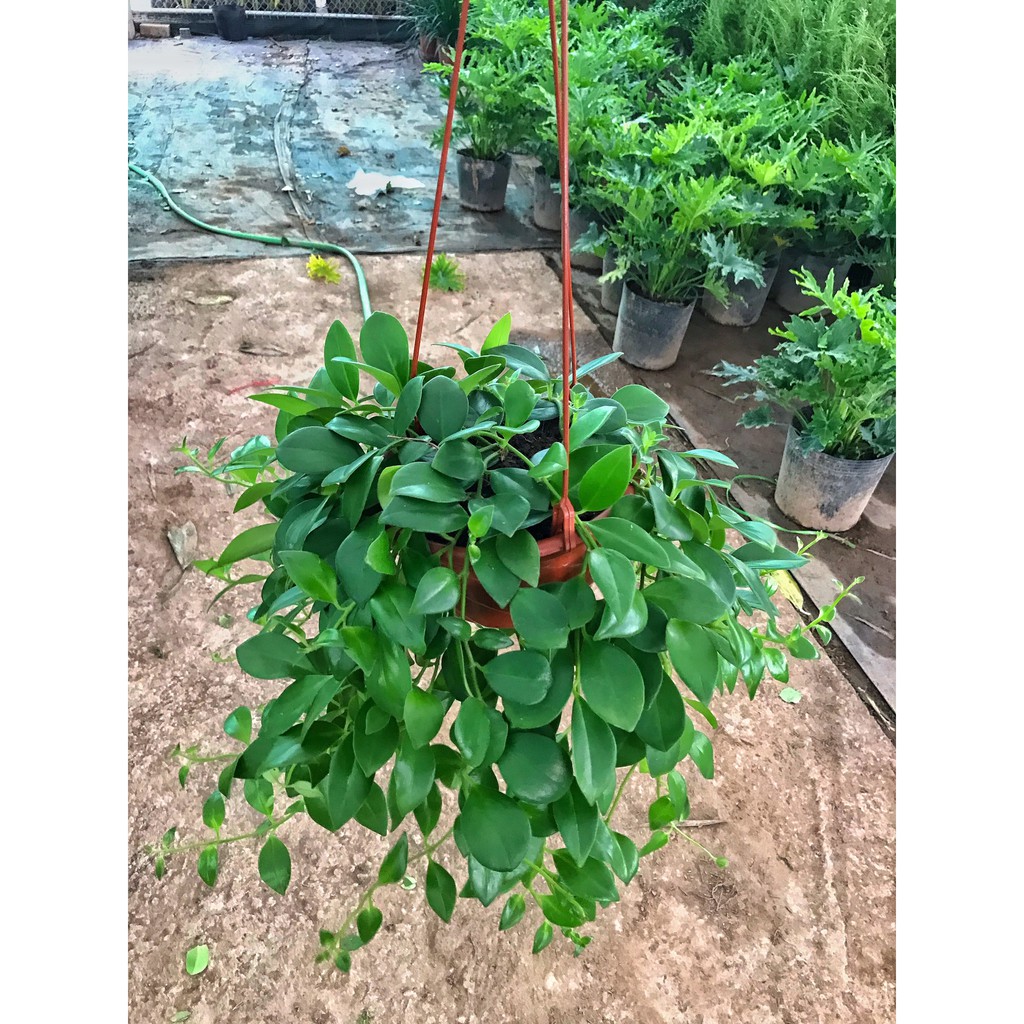 Cây son môi, bán kính 30cm, cây sức sống khỏe nở hoa đẹp hình thỏi son môi, trồng trang trí quán cafe, ban công