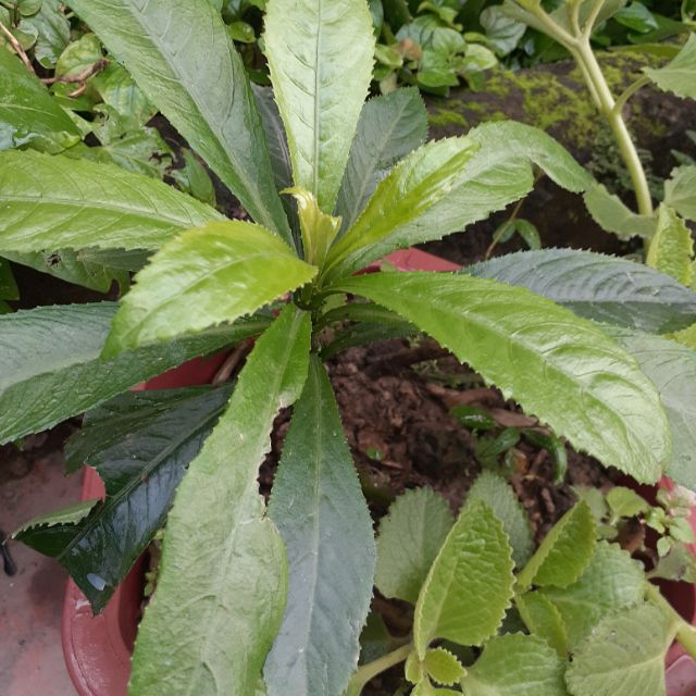 Cây xương sông