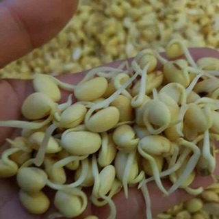mầm đậu nành nguyên sơ mẹ bông