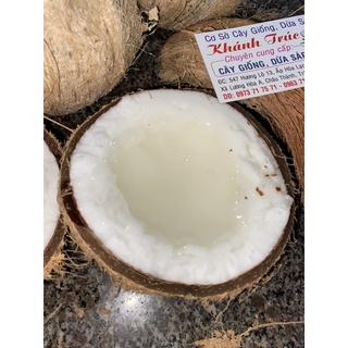 Dừa sáp Trà Vinh loại 2