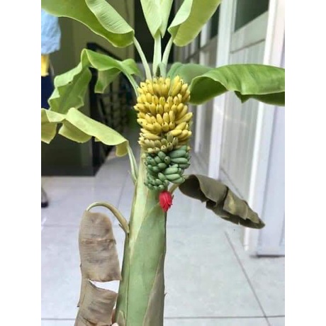 Cây chuối cảnh mini