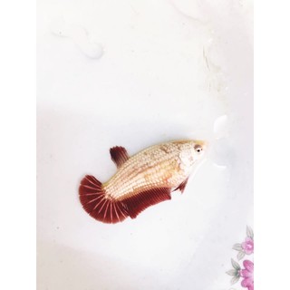 BETTA RỒNG ĐỎ 1 CẶP TRỐNG & MÁI