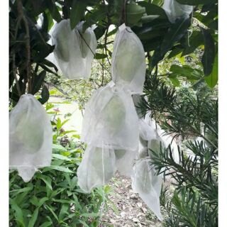 100 túi bọc xoài, thanh long