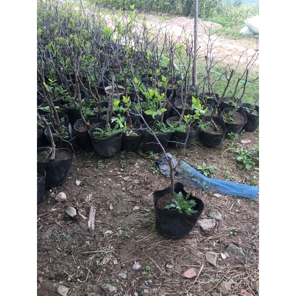 Hồng táo size nhỡ