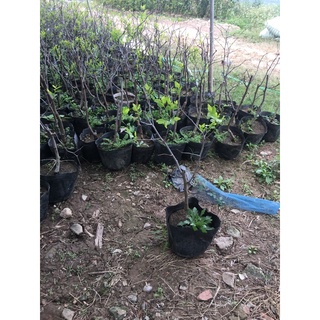Hồng táo size nhỡ