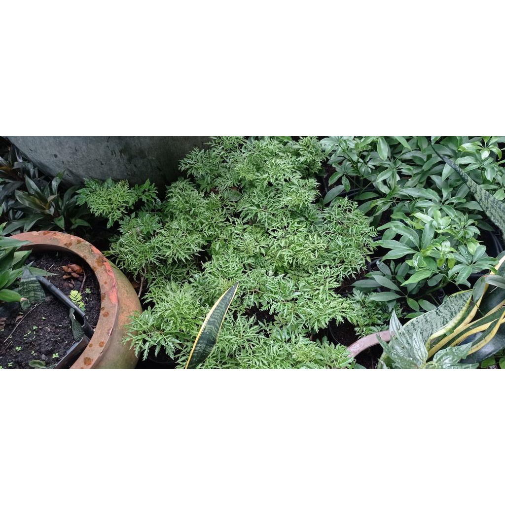 Cây đinh lăng lá nhỏ, Cây Nam dương sâm, cây gỏi cá - Giao hỏa tốc 3h