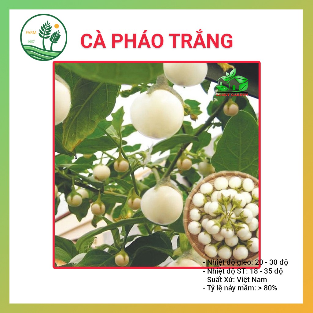 Hạt Giống Cà Pháo F1 - 5gr
