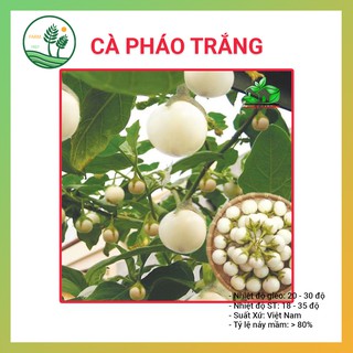 Hạt Giống Cà Pháo F1 - 5gr