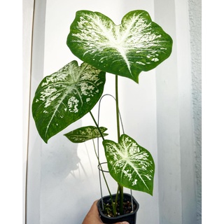 (Hỏa Tốc) Môn Thái Caladium