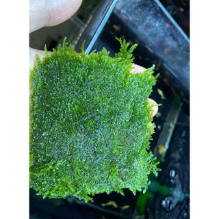 Rêu Mini taiwan thuỷ sinh