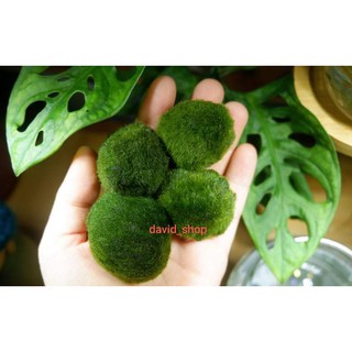 Tảo marimo tảo cầu may mắn