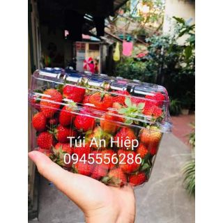 Hộp nhựa trái cây có lỗ (10 hộp) | Clear plastic fruit containers, with holes (10pcs/ set)