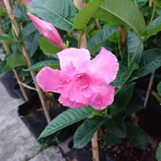 Cây hồng anh cây lớn
