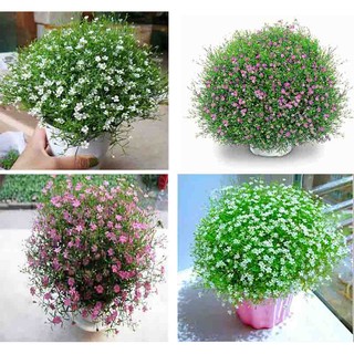 Hạt giống Hoa Baby mix màu