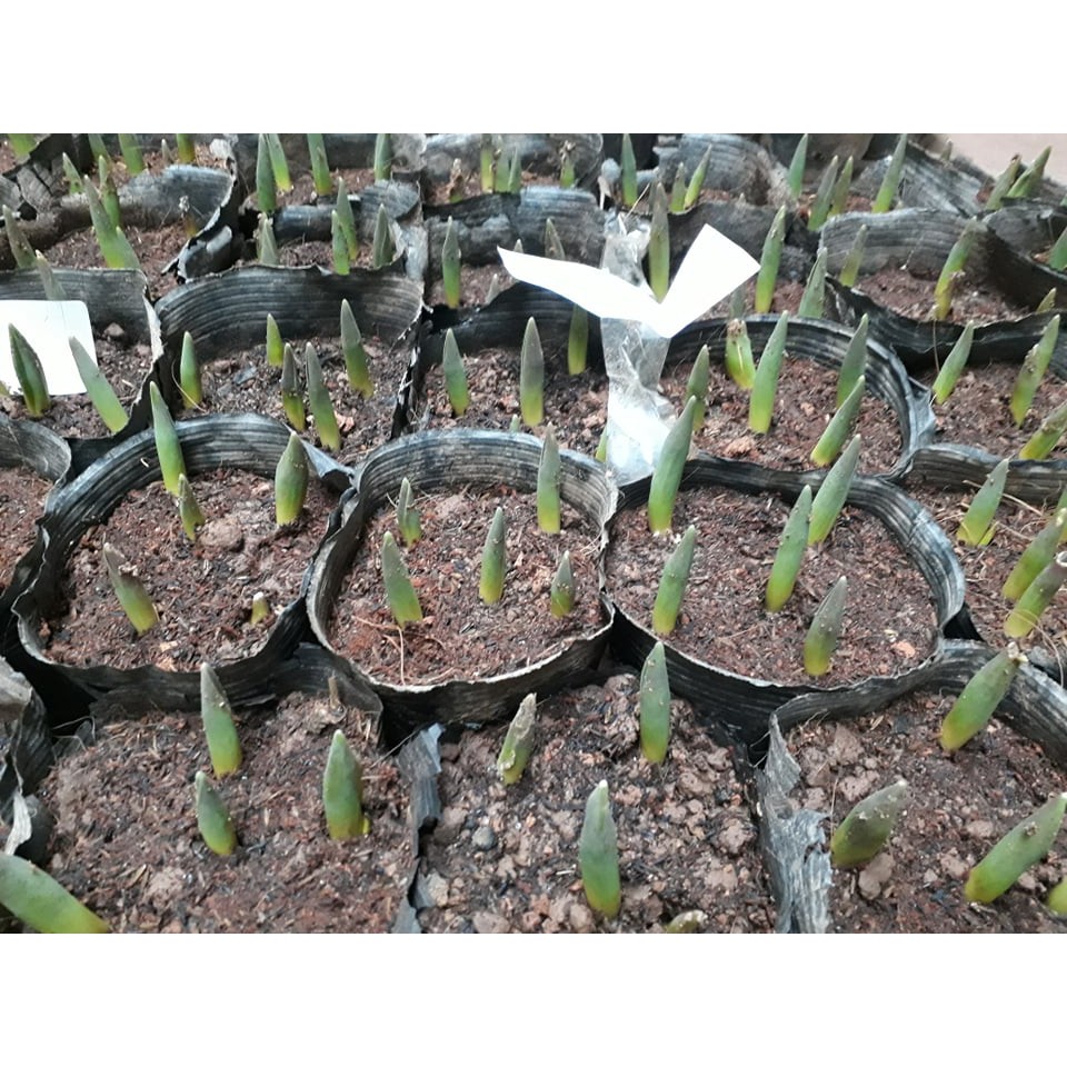 Củ giống hoa tulip - Chọn màu -Báo giá sỉ lẻ toàn quốc