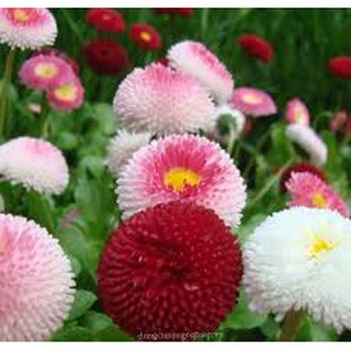 100 Hạt giống hoa cúc anh